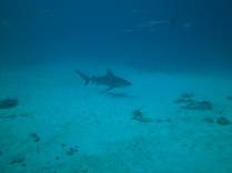 Tubarão touro se aproxima durante mergulho em Playa del Carmen, no litoral do Yucatán, no México